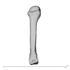 NH MER32 300 Gorilla gorilla gorilla metacarpal fourth right dorsal