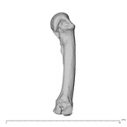NH MER32 300 Gorilla gorilla gorilla metacarpal fourth right radial