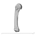 NH MER32 300 Gorilla gorilla gorilla metacarpal fourth right ulnar