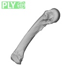 NH MER32 300 Gorilla gorilla gorilla metacarpal fourth right ply