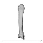 NH MER32 300 Gorilla gorilla gorilla metacarpal second right dorsal