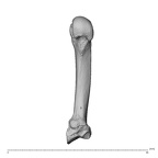 NH MER32 300 Gorilla gorilla gorilla metacarpal second right palmar