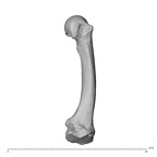 NH MER32 300 Gorilla gorilla gorilla metacarpal second right radial
