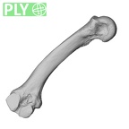 NH MER32 300 Gorilla gorilla gorilla metacarpal second right ply