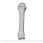 NH MER32 300 Gorilla gorilla gorilla metacarpal third right dorsal