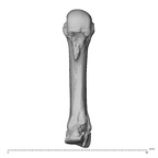 NH MER32 300 Gorilla gorilla gorilla metacarpal third right palmar