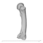 NH MER32 300 Gorilla gorilla gorilla metacarpal third right radial