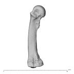 NH MER32 300 Gorilla gorilla gorilla metacarpal third right ulnar