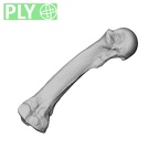 NH MER32 300 Gorilla gorilla gorilla metacarpal third right ply