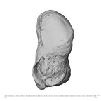 NH MER32 300 Gorilla gorilla gorilla pisiform right radial