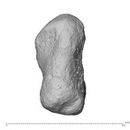 NH MER32 300 Gorilla gorilla gorilla pisiform right ulnar
