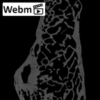 NH MER32 300 Gorilla gorilla gorilla pisiform right ct stack movie