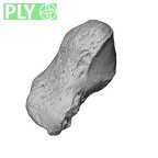 NH MER32 300 Gorilla gorilla gorilla pisiform right ply