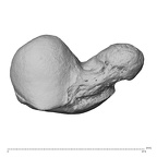 NH MER32 300 Gorilla gorilla gorilla scaphoid right proximal