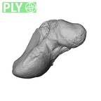 NH MER32 300 Gorilla gorilla gorilla scaphoid right ply