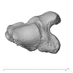 NH MER32 300 Gorilla gorilla gorilla trapezium right distal