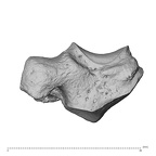 NH MER32 300 Gorilla gorilla gorilla trapezium right dorsal