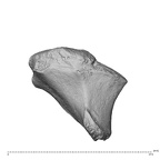 NH MER32 300 Gorilla gorilla gorilla trapezoid right distal