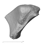 NH MER32 300 Gorilla gorilla gorilla trapezoid right proximal