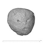 NH MER32 333 Gorilla gorilla ssp. carpal view 1