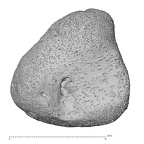 carpal 2