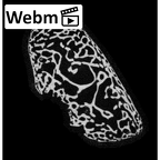NH MER32 333 Gorilla gorilla ssp. carpal ct stack movie