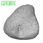 NH MER32 333 Gorilla gorilla ssp. carpal ply