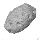 carpal 4