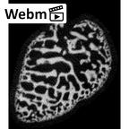 NH MER32 333 Gorilla gorilla ssp. carpal ct stack movie