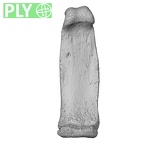 NH MER32 333 Gorilla gorilla ssp. hand phalanx fifth proximal left ply