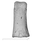 hand phalanx first proximal left