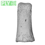 NH MER32 333 Gorilla gorilla ssp. hand phalanx first proximal left ply