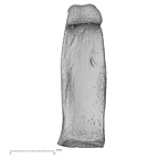 hand phalanx fourth proximal left