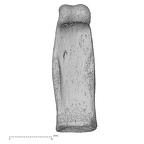 NH MER32 333 Gorilla gorilla ssp. hand phalanx second proximal left palmar