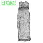 NH MER32 333 Gorilla gorilla ssp. hand phalanx second proximal left ply
