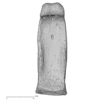 NH MER32 333 Gorilla gorilla ssp. hand phalanx third proximal left palmar