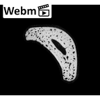 NH MER32 333 Gorilla gorilla ssp. hand phalanx third proximal left ct stack movie