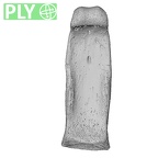 NH MER32 333 Gorilla gorilla ssp. hand phalanx third proximal left ply