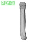 NH MER32 333 Gorilla gorilla ssp. metacarpal fifth left ply