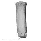 NH MER32 333 Gorilla gorilla ssp. metacarpal first left palmar