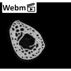 NH MER32 333 Gorilla gorilla ssp. metacarpal first left ct stack movie