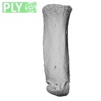 NH MER32 333 Gorilla gorilla ssp. metacarpal first left ply