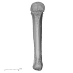 metacarpal fourth left