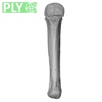 NH MER32 333 Gorilla gorilla ssp. metacarpal fourth left ply