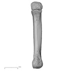 NH MER32 333 Gorilla gorilla ssp. metacarpal second left palmar