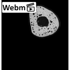NH MER32 333 Gorilla gorilla ssp. metacarpal second left ct stack movie