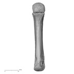 NH MER32 333 Gorilla gorilla ssp. metacarpal third left palmar