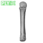 NH MER32 333 Gorilla gorilla ssp. metacarpal third left ply