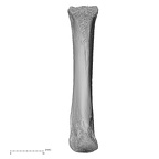 NH MER32 333 Gorilla gorilla ssp. metacarpal third left metaphysis palmar