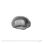 PC MER32 372 Gorilla gorilla gorilla hand phalanx fifth middle right distal